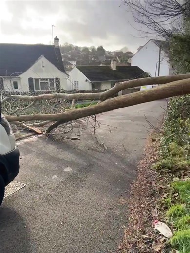 Tree down on starpitten lane West (Barton) | Spotted Torquay