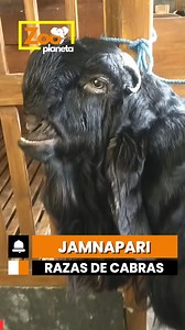 Razas de Cabras | Jamnapari | Zoo Planet ESP