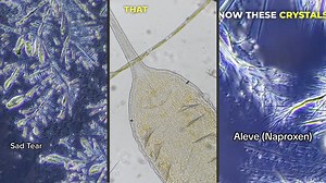 In Focus: The Science of Microbes, Medications, and Our Own DNA