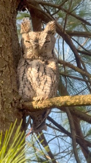 What OWL is this?? (Pennsylvania)