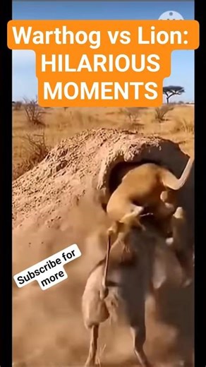 Warthog vs Lion: Hilarious Moments. #warthog #lion