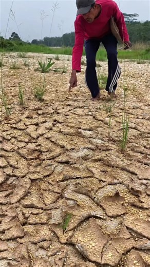 Gold discovery in dried yellow sand dunes – how we found it