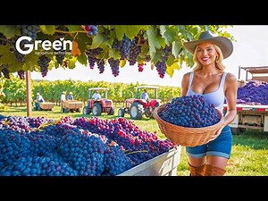 🍇 How to BILLIONS of Grape Harvested & Processed | Agriculture Technology Compilation