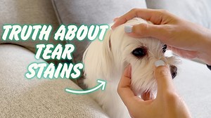 The Truth About Maltese Dog Tear Stains: Causes & Solutions 🐶🐕🐾 . . . #maltese #dog #dogcare #tearstains #TearStainRemover #pettips #maltesedog #MalteseCare #doggrooming #fordogs #doglover | Maltese Angels - A-Rod and Bailey