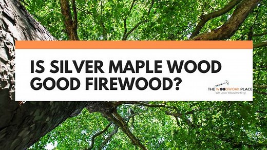 Is Silver Maple Wood Good Firewood? | The Woodwork Place