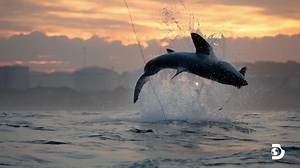 Shark Week (TV Series 1987– ) ⭐ 7.6 | Documentary