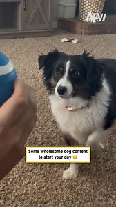 That ball must look soooo delicious 🎾 #afv #dogs #funnyvideos | America's Funniest Home Videos