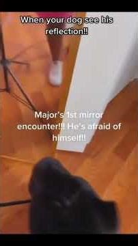 Dogs meeting their reflection for the first time 😂🐶 #DogReactions #FunnyDogs #DogTok #FYP #Viral#usa