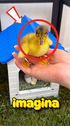 Está haciendo MUCHO CALOR y TU vas a LLEVAR a este PATITO a una PISCINA, A cuál lo LLEVARÍAS? 😱😍