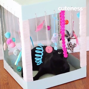 57K views · 1.3K reactions | This DIY Kitty Playplace is too much fun!! :D. [via Cuteness] | KitNipBox | Facebook