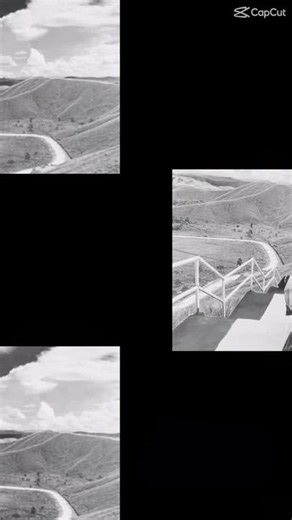 Captivating Black and White Flower Imagery in Nature