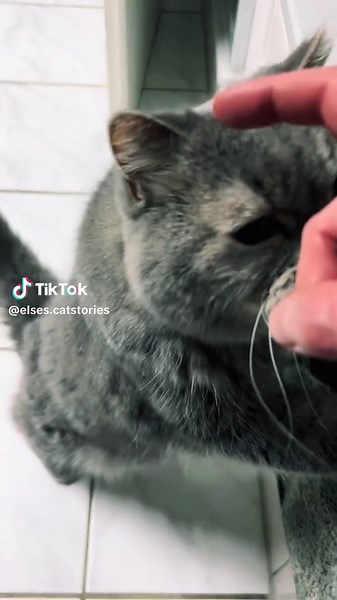 No bath time without Elvis 🛁❤️ #cat #catsoftiktok #catlover #catmom #foryoupage #fyp #fy #cats #catsarethebest #catmomlife #cutecat #seniorcat #seniorcatsoftiktok