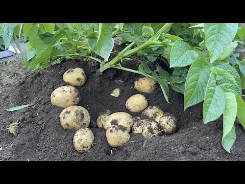 How to deal with blight in potato cultivation *Potato harvest season 22/5/19