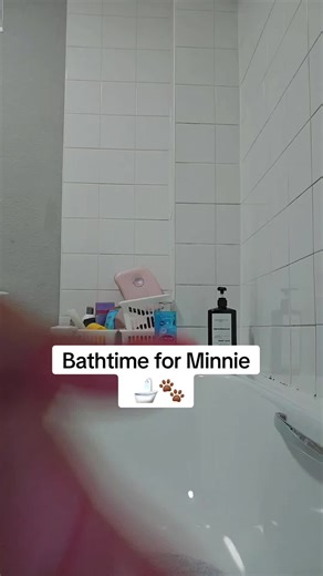 Hibiscrub: Antibacterial Care for Your Frenchie