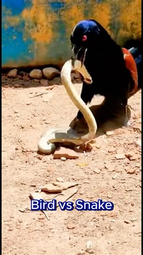 Bird Catches a Snake in a Stunning Wild Moment