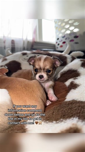 Chihuahua puppies available!! Health tested parents! Only a couple left! Spread the word for these gorgeous little beans! ♥️#fyp #chihuahuastiktok #chihuahuapuppies #puppies #chihuahuapuppy