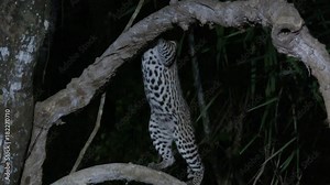 Ocelot (Leopardus pardalis) at night climbing in tree, Pantanal wetlands, Brazil. Low angle tracking shot