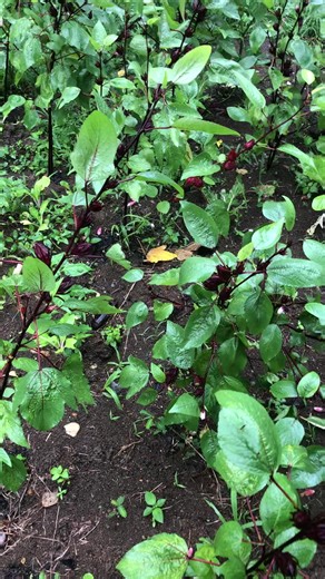 Get all the things from the farm before the storm ⛈️