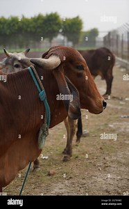 Gir or Gyr is one of the principal Zebu breeds originating in India, 4K video. Gir Cow is the best breed of Indian breed cow Stock Photo - Alamy