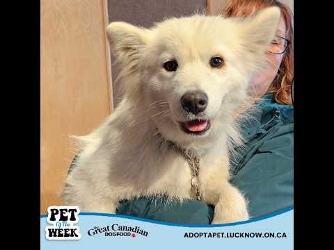 PET OF THE WEEK - MEEKA