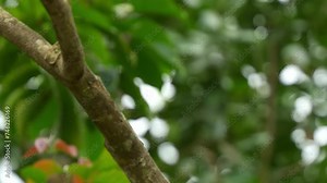 Male moluccan eclectus, eclectus roratus perching on tree branch in the forest, spread its wings and fly away, slow motion close up shot of an exotic parrot species.