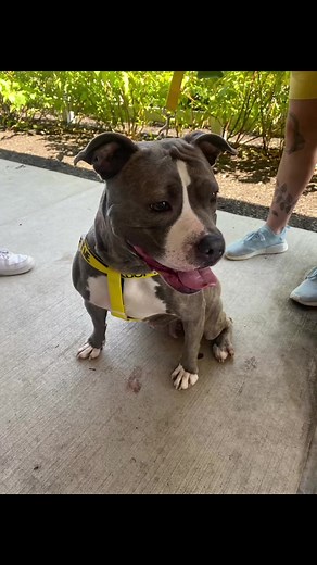 Don’t forget to come out to King of Prussia PetSmart for Clear the Shelters adoption event today until 5pm!! We have dogs🐶, cats🐱, and turtles 🐢 who are waiting for their forever home!🏡 Oh and adoption fees are WAIVED! 💙 | ACCT Philly