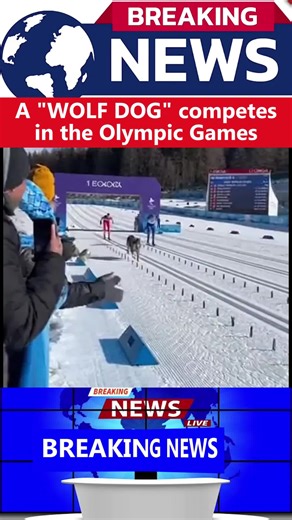 The wolfdog that crossed the finish line at the Olympic Games #world_news_latest #wolfdog #olympicgames #nazgul #fyp