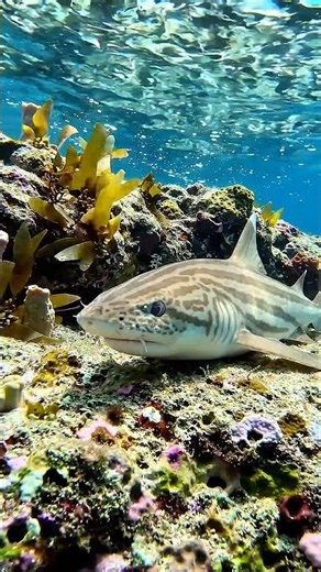 Pyjama Sharks Might Be the Most Relaxed Sharks in the Ocean 🦈🌙