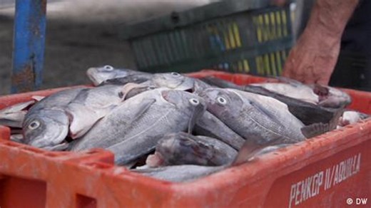 South Africa: Abalobi, a sustainable fishing app