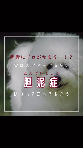 胆泥症の検査と治療法ガイド