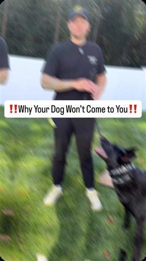 14K views · 9.7K reactions | Follow @tomdavis for more dog training...