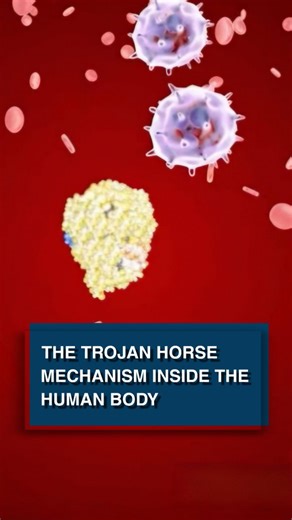 "The most dangerous aspect of nanoplastics is not even their chemical composition. It is their unique physical properties. I am referring to the ability of nanoplastics to accumulate and retain an electrostatic charge on their surface. It is this charge that allows nanoplastic particles to overcome virtually any biological barrier and accumulate in living organisms, including humans. How does this happen? Charged plastic particles enter the body through water, food, or air. Once inside the blood