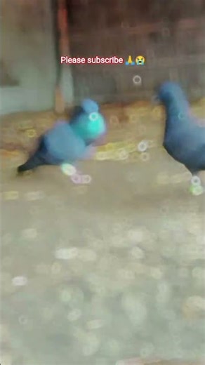 mujhe bhi follow kijiye sahab kya bigara hai pleas subscribe#ekmotahathighumechala #pigeon pigeon