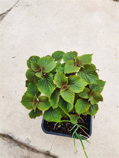 Live Shiso Plant Seedlings, Perilla Mint, Chinese Basil - Etsy