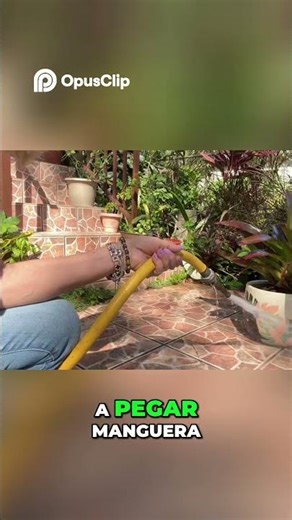 Bromelia Cuidados, Crecimiento y Belleza Excepcional