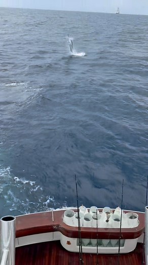 Back-to-back action from Cole Play 💥 They’re running the show with another Blue release and the lead in 1st. | White Marlin Shootout