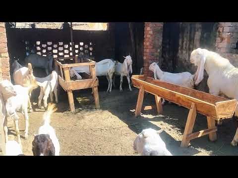 🐐 Gulabi Goat Breeding Season Explained | Complete Farming Guide 2026