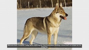 Czechoslovakian Wolfdog: Pros and Cons of This Unique Breed