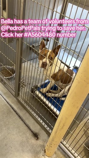 Update: Bella is in foster care, she needs an adopter #A5604480 Downey Animal Care Center, 11258 S. Garfield Ave. Downey, CA 90242 (562) 940-6898 🕘 11AM-5PM Mon-Sat downeyctaip@animalcare.lacounty.gov DACCDowneyRescue@animalcare.lacounty.gov