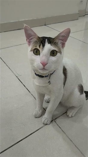 #cat sound meaning# cute kitten #like #cat care