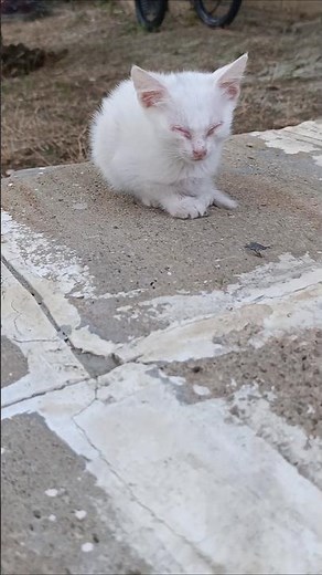 New the best cat videos that are interesting and much loved 🐱 Cute Kitten 😻best cat videos