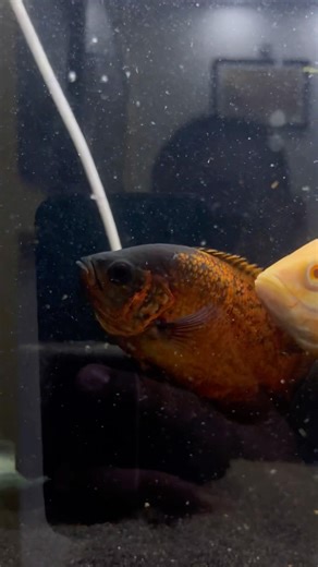 ❤️#shorts #fyp #arowana #aquarium #fishkeeping #aquascape #viral #fishshorts #trending #catfish #og