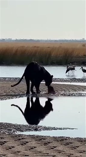 Leopard Bites Rhino Tail - Rhino NEVER Woke Up! 😱 #viral #rhino #shorts