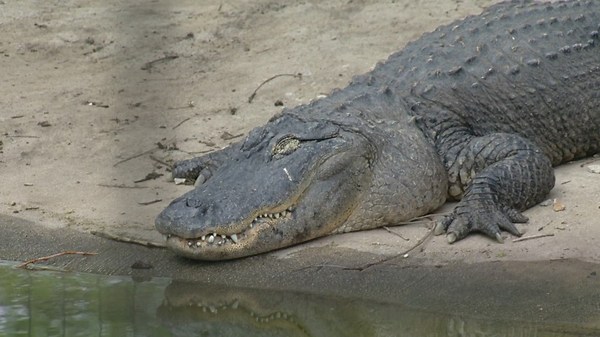 State returns alligator stolen from New Braunfels zoo decades ago
