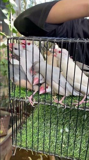 17 Mutations of Java Sparrow