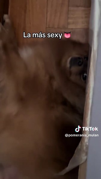 #pomeranian #perrostiktokers #perros #paratii