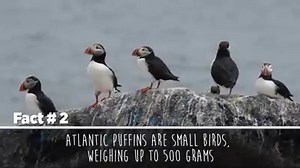 Want to know more about Atlantic Puffins, or “clowns of the ocean”? Boost your knowledge with five fun facts about these quirky birds this Labor Day! | National Audubon Society