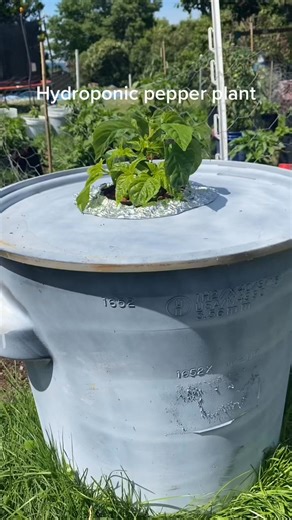 20gal Kratky hydroponic setup for my MA wartryx plant. #hydroponic #gardening #fypシ #peppers #foryoupage #foryou #fyp | Rowan Jenkins