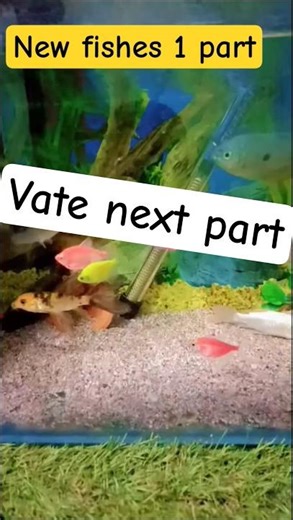 New Fishes in My Aquarium 🐠 | First Part | Indian Fish Collector | Beautiful Aquarium Fish