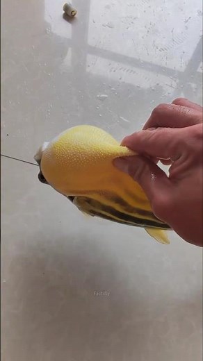 Why do puffer fish puff up? #shorts